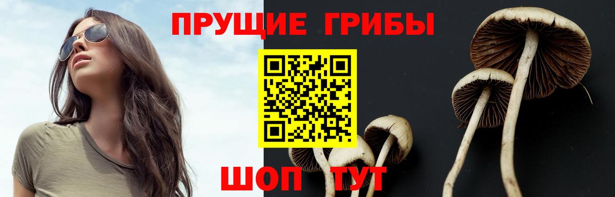 Псилоцибиновые грибы Psilocybe Людиново